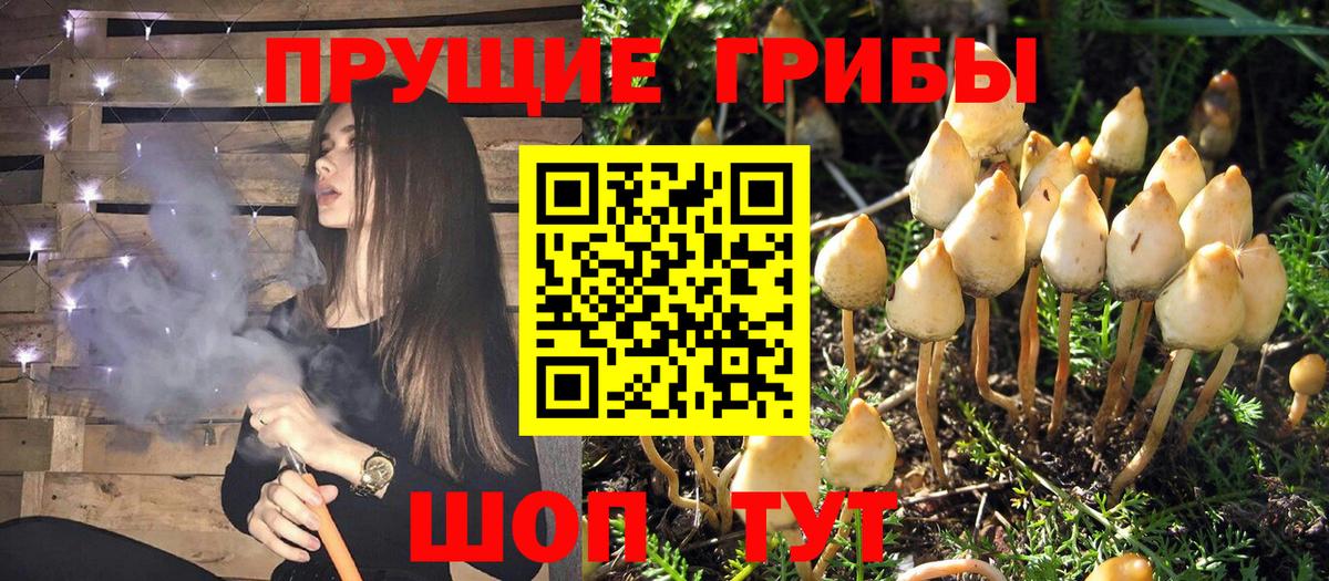 Егорьевск  Псилоцибиновые грибы Magic Shrooms  как найти   Вход с VPN 